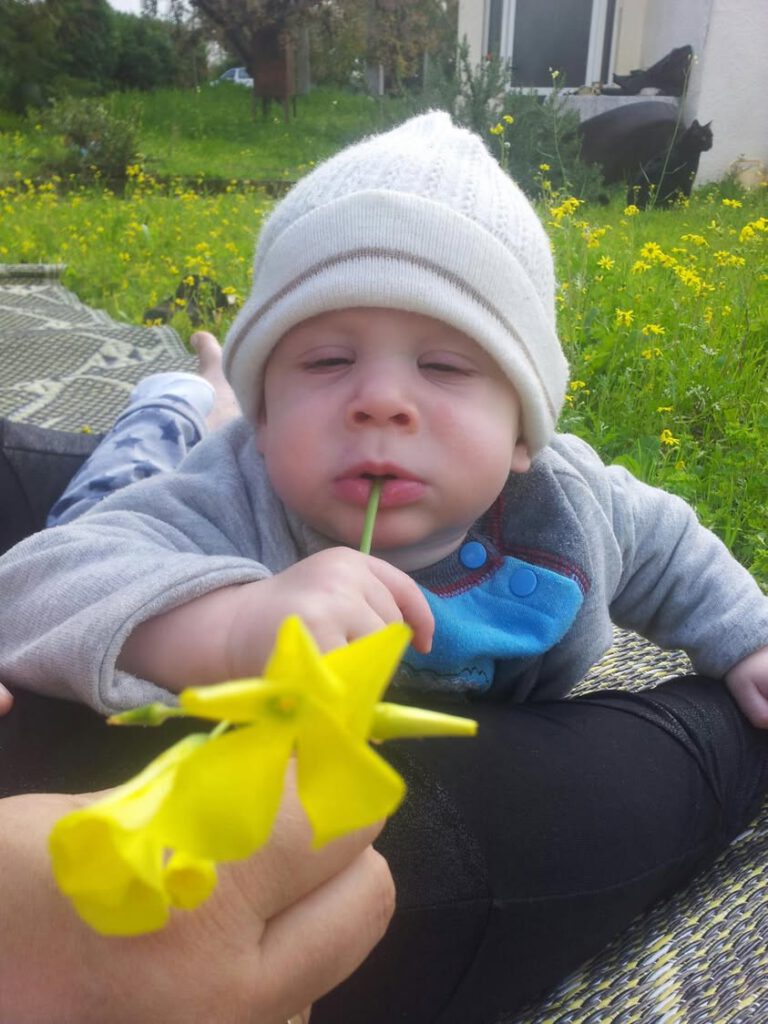 שוב אני מוצץ גבעול. עונת החמציצים בעיצומה