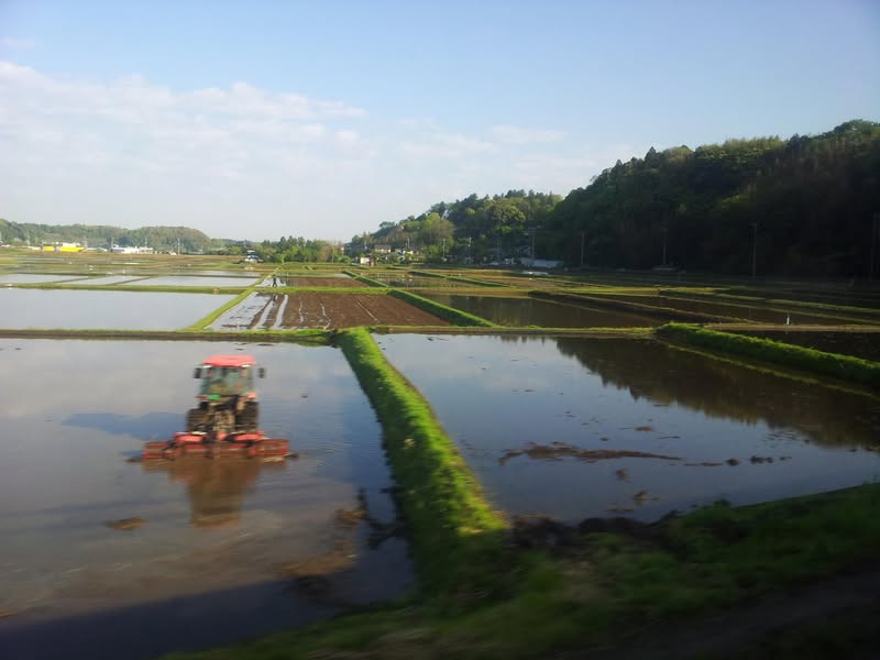 Farewell, rice fields