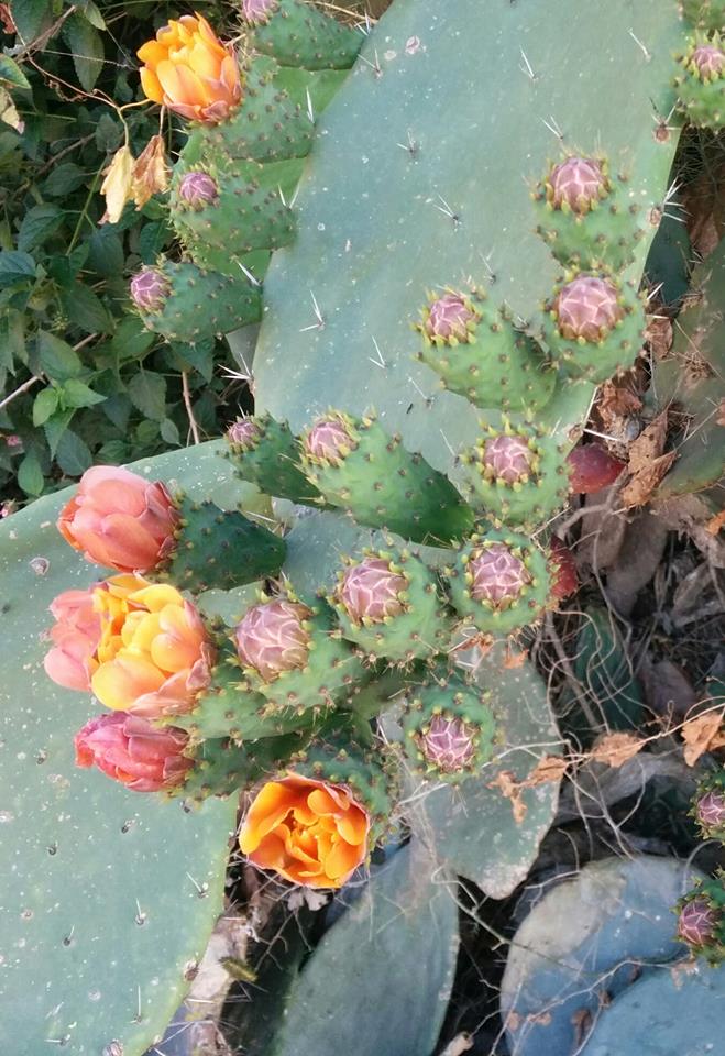 פריחת הסברס