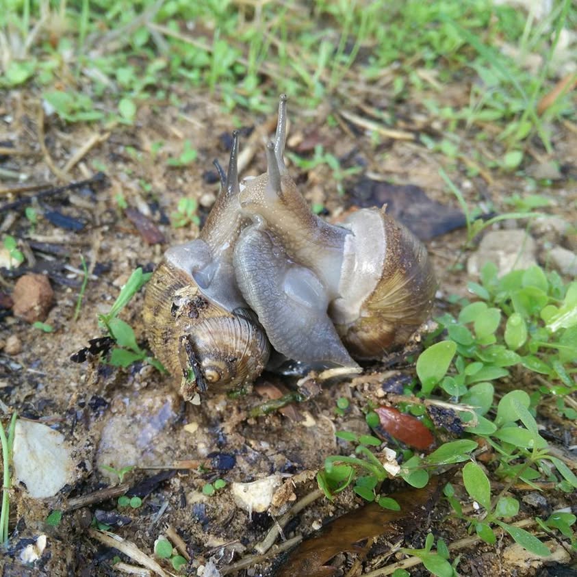 היום בבוקר, בחצר, שני חלזונות חיים את החיים עצמם