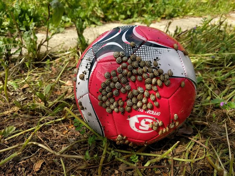 יששש! מלא שבלולים אוהדי הפועל בחצר!