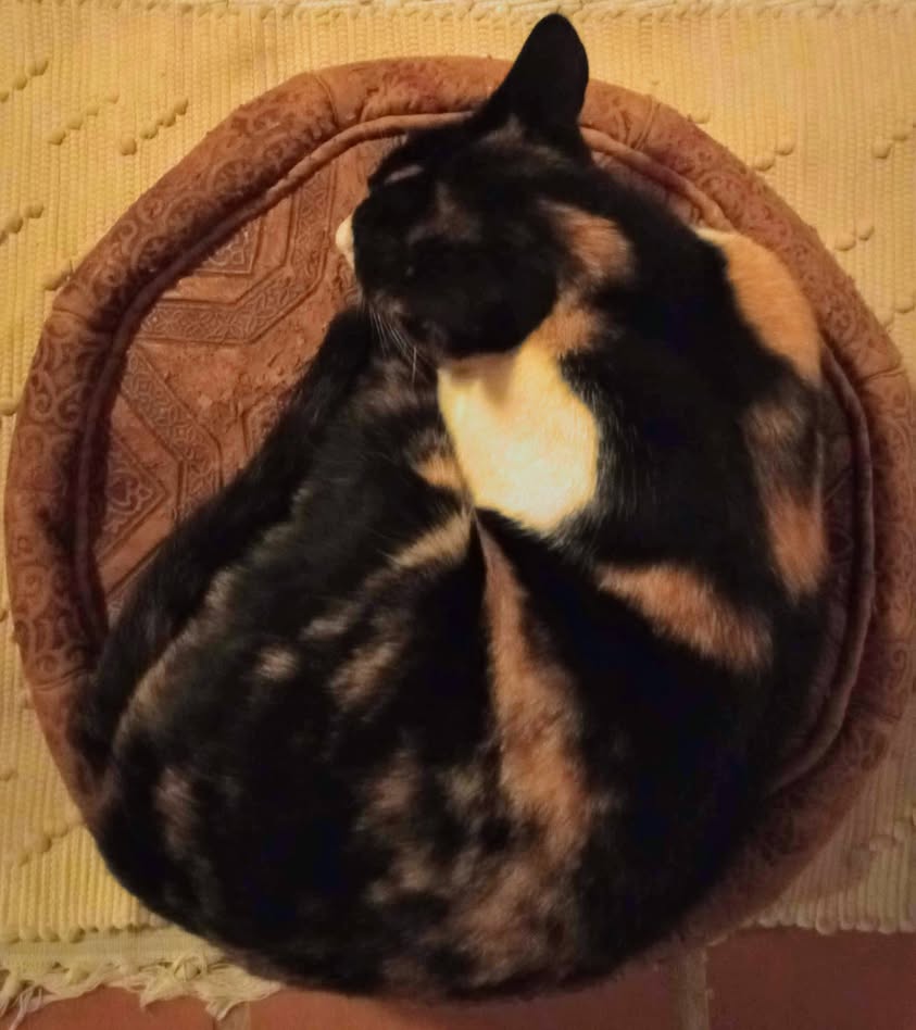 * נמכר! תודה לכולןם תל אביבים, שלום! מי מעוניין בחילופי…