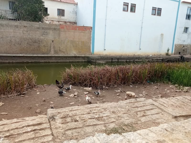 טריגר קשישי שנות השבעים: פענחתי לעצמי את סוד הקסם המסתורי…