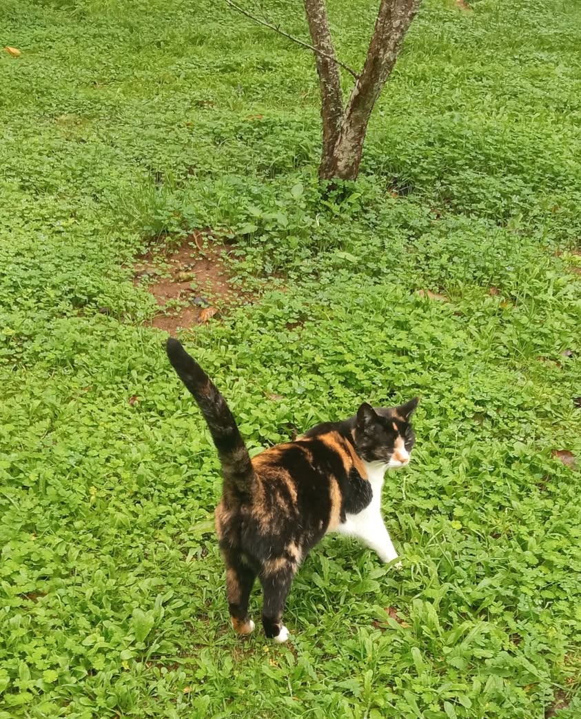 שלום לכולם! אנחנו משכירים את הבית היפה שלנו בין התאריכים…